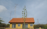 PJ4 Bonaire Island
